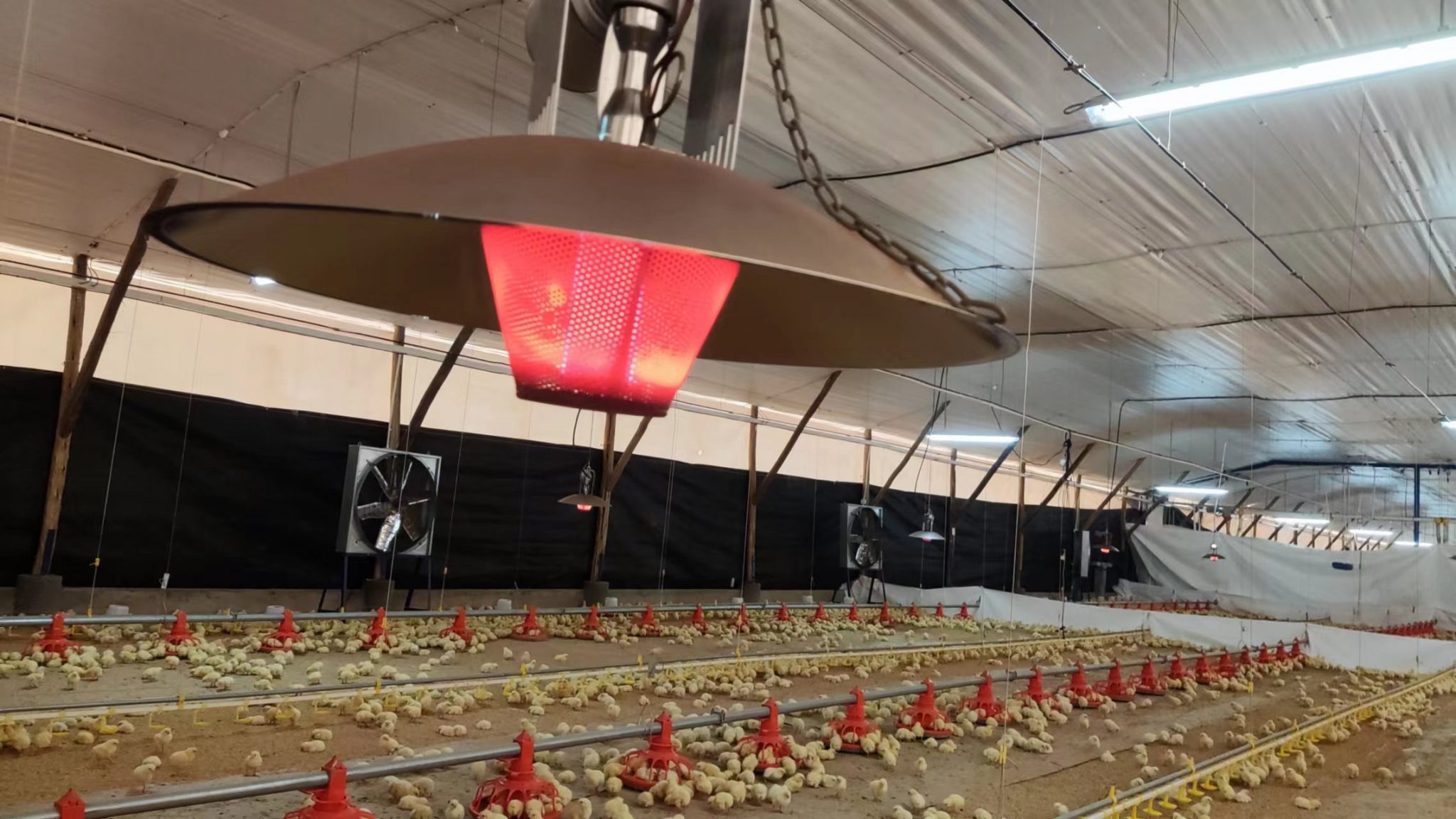 How to Operate DAMLY Radiant Heat Gas Brooder for Poultry? DAMLY Gas