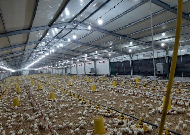 Poultry Space Heater DO-66