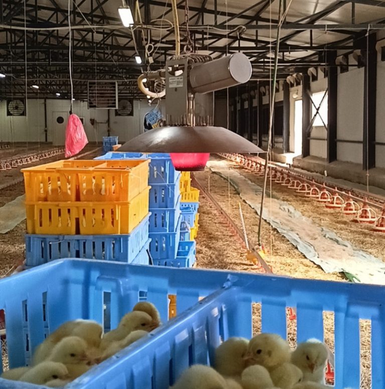 Best Heat Efficient Infrared Gas Brooder for Chicken House DAMLY Gas